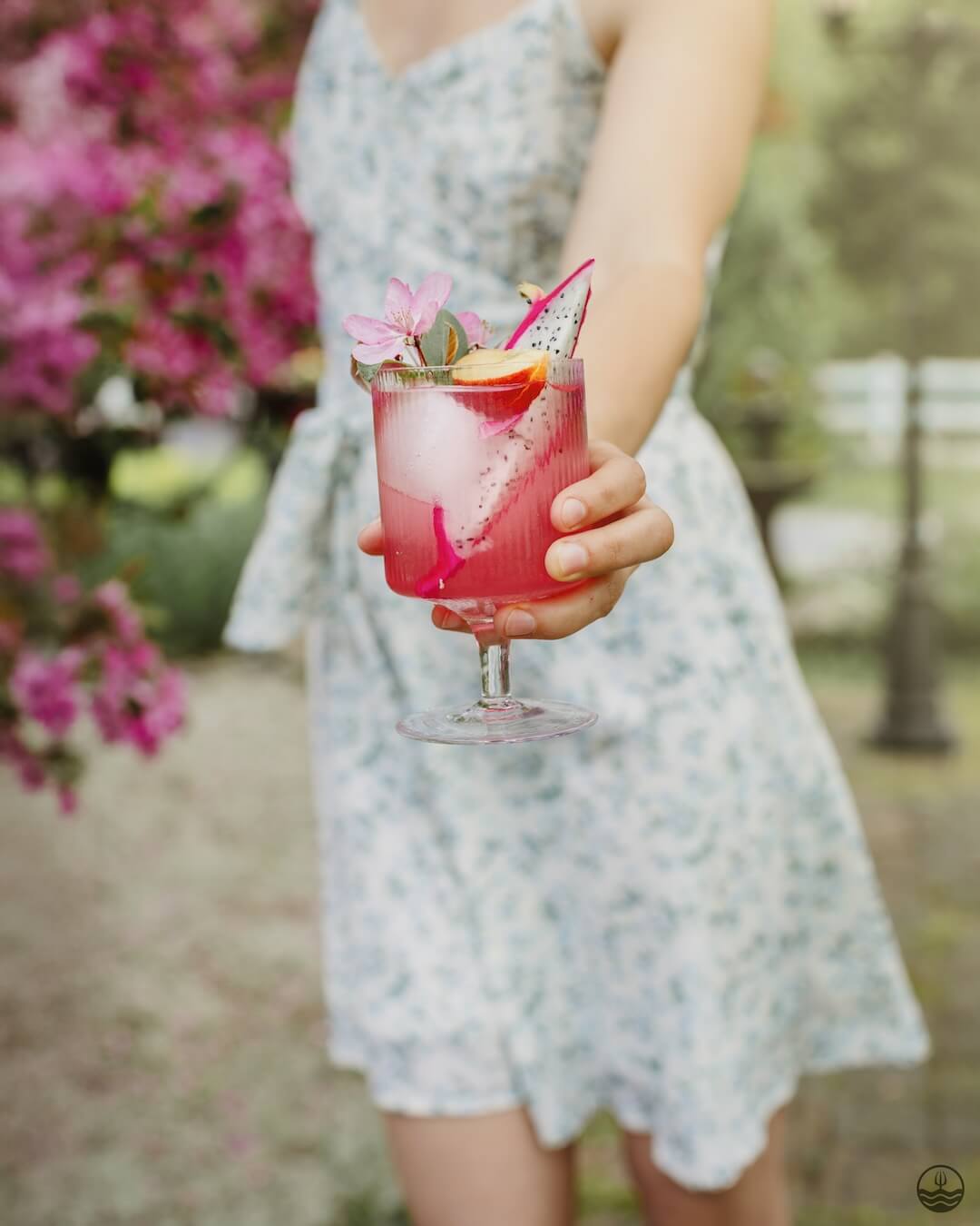 Sangria - Fruit du dragon, Pêche & Fleur de cerisier
